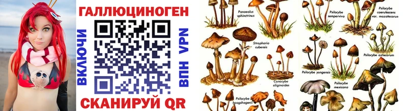 Псилоцибиновые грибы Cubensis  Пионерский 